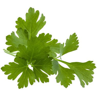 taze maydanoz yaprakları