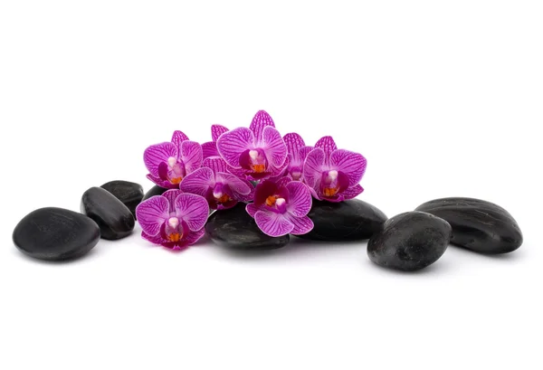 Ciottoli zen e fiori di orchidea — Foto Stock