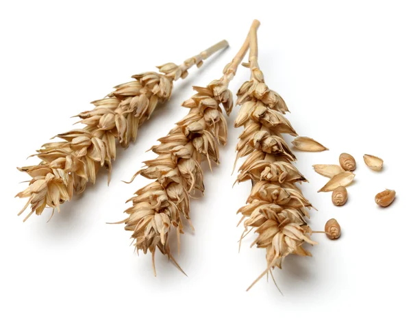 Стиглі Пшеничні колоски — стокове фото