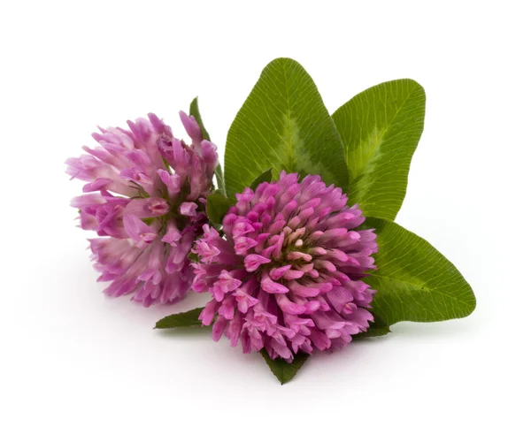 Lila Kleeblatt-Blüten — Stockfoto