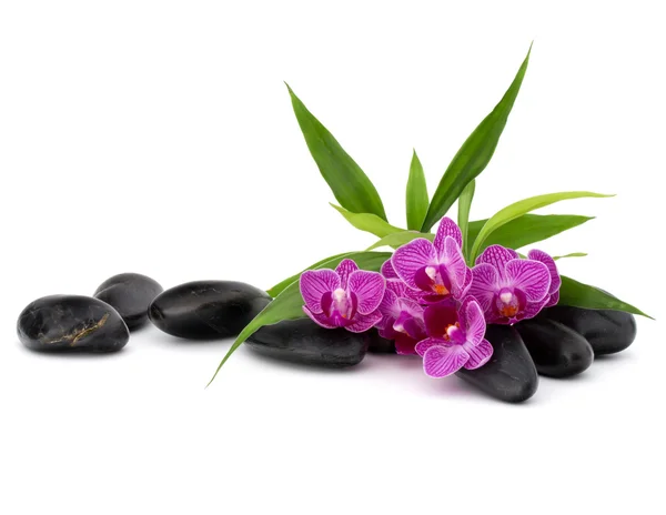 Zen βότσαλα και orchid λουλούδια — Φωτογραφία Αρχείου