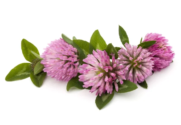 Lila Kleeblatt-Blüten — Stockfoto