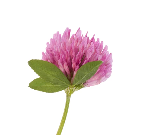 Purple trefoil flower — Stock Photo, Image