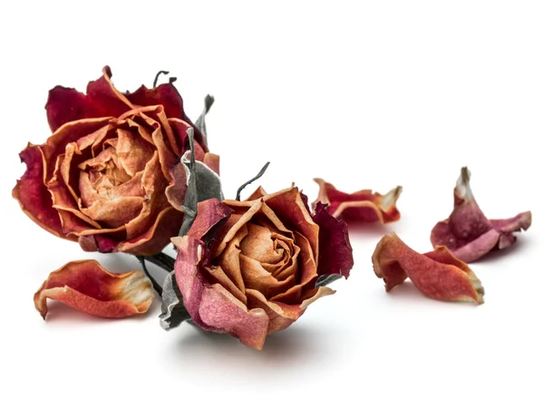 말린된 장미 꽃 — 스톡 사진