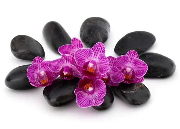 Ciottoli zen e fiori di orchidea — Foto Stock