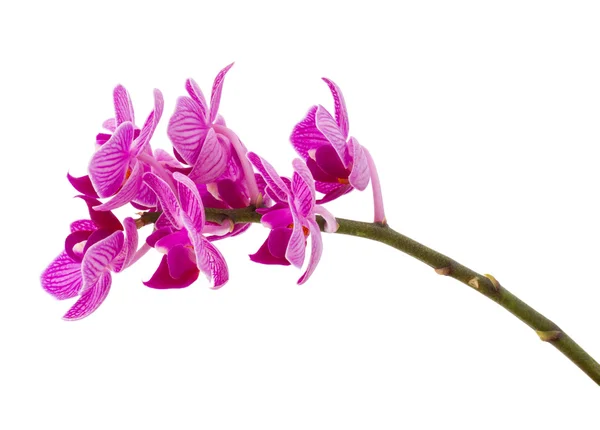 Lila orkidé blommor — Stockfoto