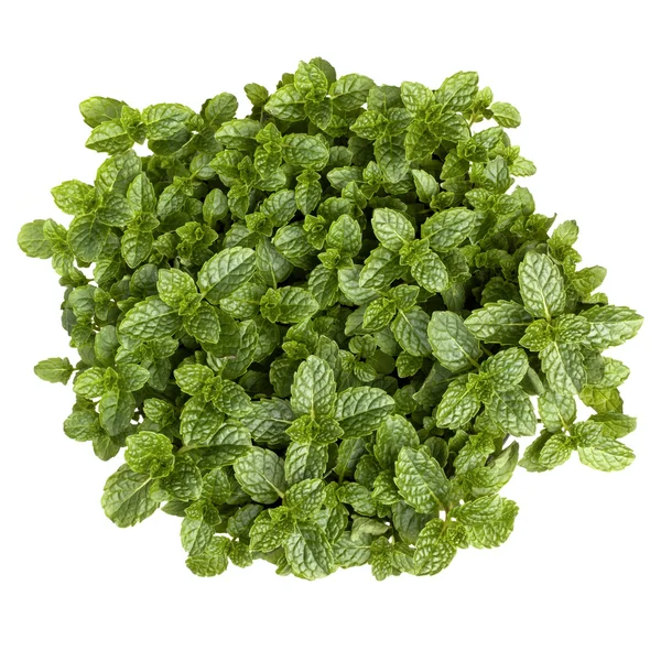 Daun mint segar — Stok Foto