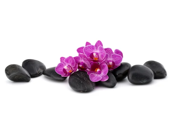 Zen çakıl ve orkide çiçekleri — Stok fotoğraf