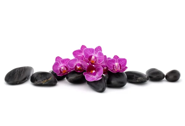 Zen pebbles and orchid flowers — Stock Photo, Image