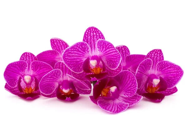 Fleurs d'orchidée pourpre — Photo