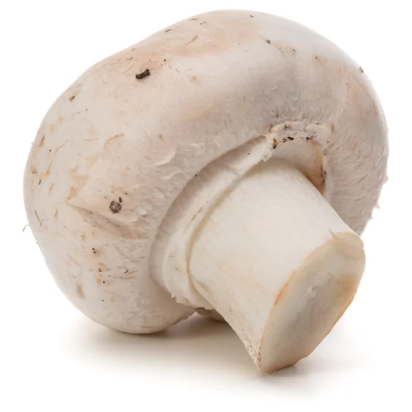 Enkele rijpe Champignon — Stockfoto