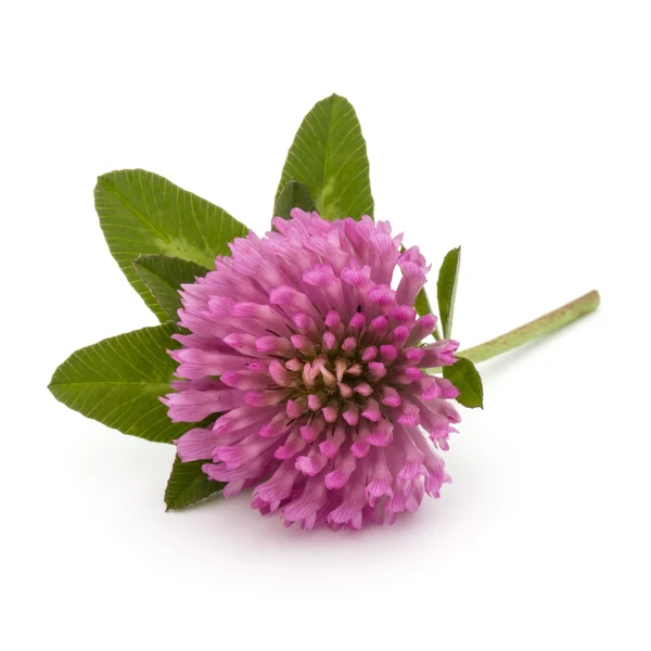 Květ fialový látka — Stock fotografie