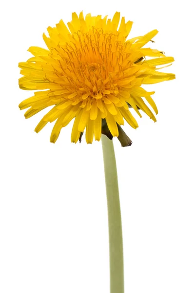 Flor de dente-de-leão colorido — Fotografia de Stock