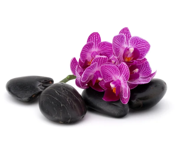 Calhaus e flores de orquídeas de zen — Fotografia de Stock