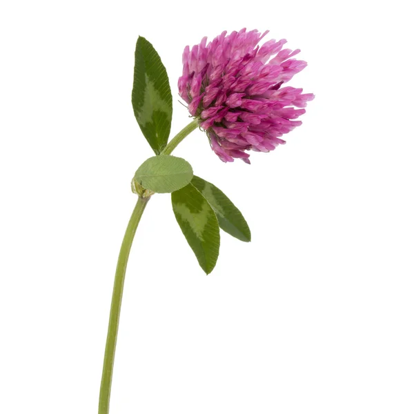 Kwiat fioletowy koniczyny — Zdjęcie stockowe