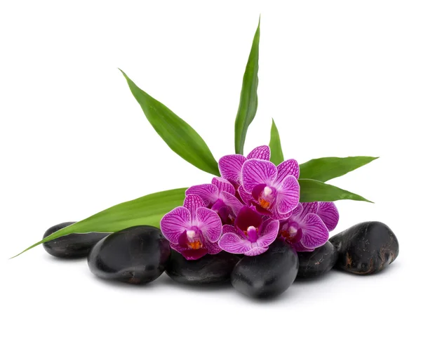 Zen βότσαλα και orchid λουλούδια — Φωτογραφία Αρχείου