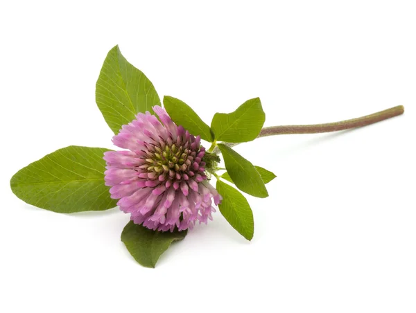 Flor trébol púrpura — Foto de Stock