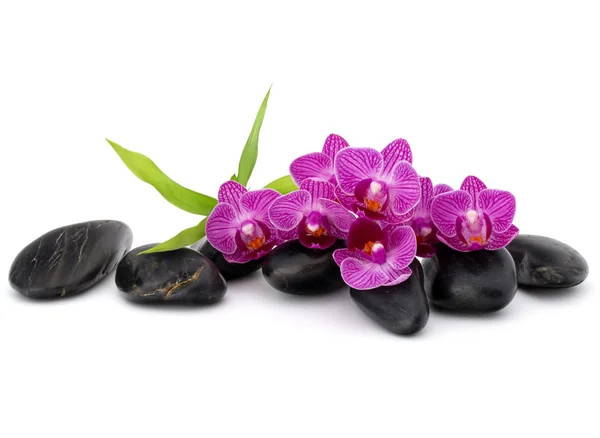 Zen oblázky a květy orchidejí — Stock fotografie