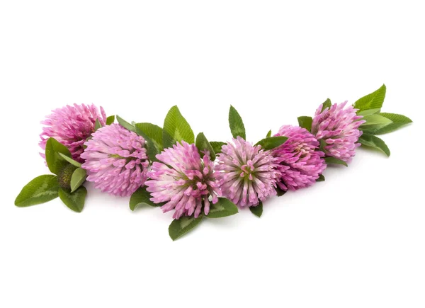 Purple trefoil flowers — Stock Photo, Image