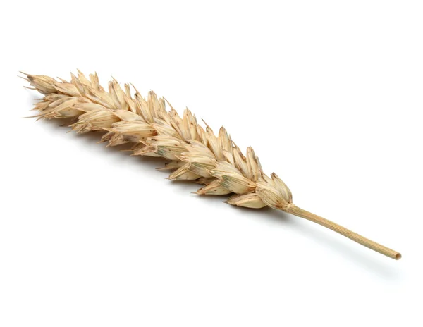 Стиглі пшениці вухо — стокове фото