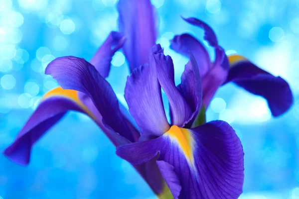 Blue iris flower — Stock Photo, Image