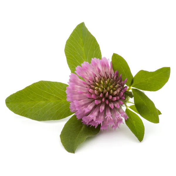 Květ fialový látka — Stock fotografie