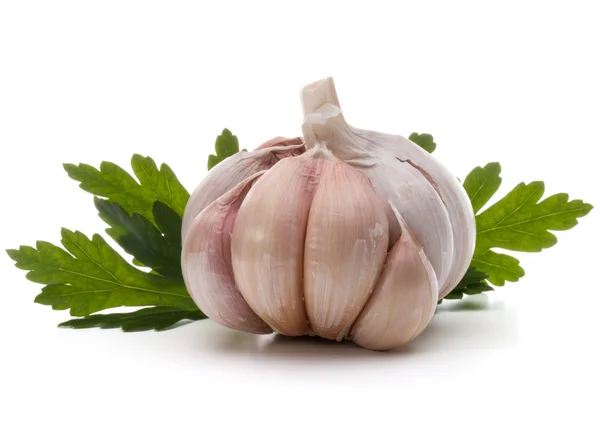 Ripe garlic bulb — Stock Image Ripe garlic bulb Royalty Free Stock Images