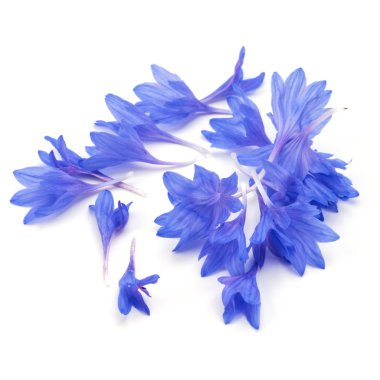 Mavi Peygamber Çiçeği yaprakları