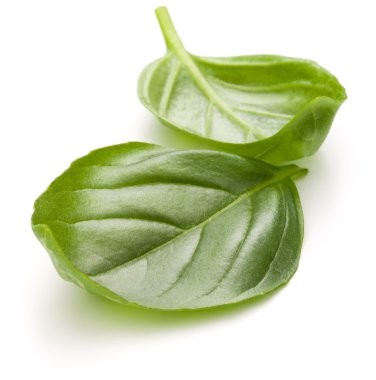 Fesleğen bitki yaprakları