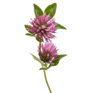 Yonca veya trefoil çiçek şifalı otlar