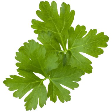 taze maydanoz bitki yaprakları 