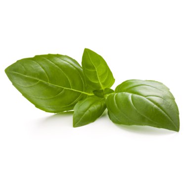 Fesleğen bitki yaprakları