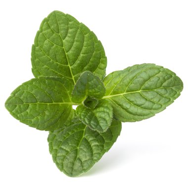 Taze nane yaprağı. 