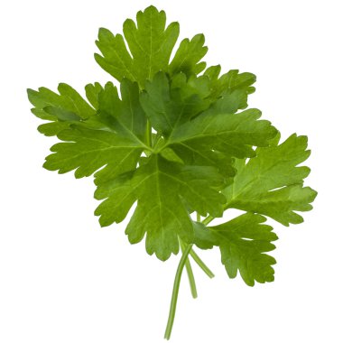 taze maydanoz bitki yaprakları 