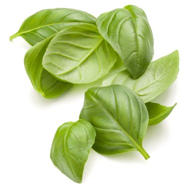 Fesleğen bitki yaprakları