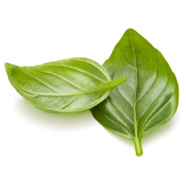 Fesleğen bitki yaprakları