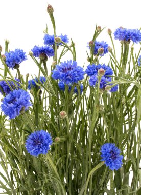 Mavi Peygamber Çiçeği otlar