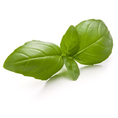 Fesleğen bitki yaprakları