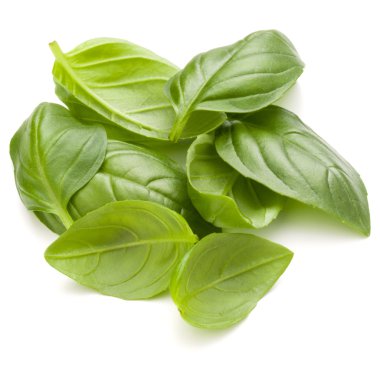 Avuç fesleğen bitki yaprakları