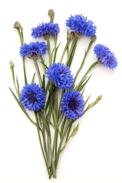 Blaue Kornblume — Stockfoto