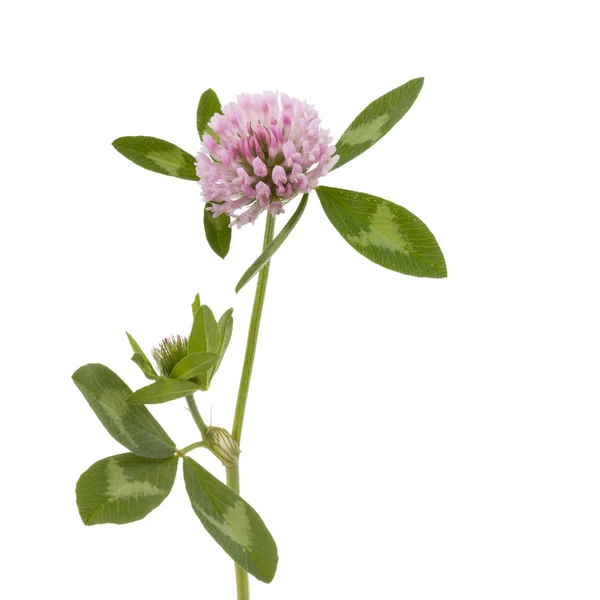 Клевер или трилистник цветок лекарственные травы — стоковое фото