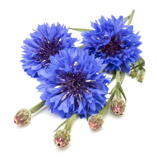 Kék Búzavirág gyógynövények — Stock Fotó