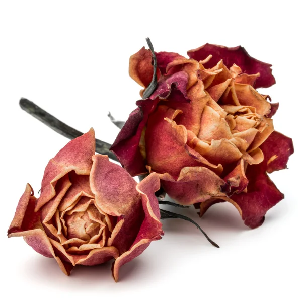 Teste di fiori di rosa secchi — Foto Stock