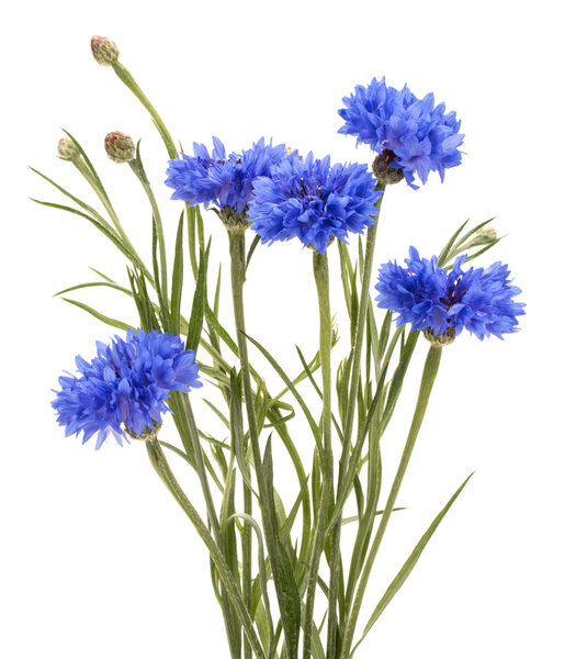 Синие травы кукурузы
