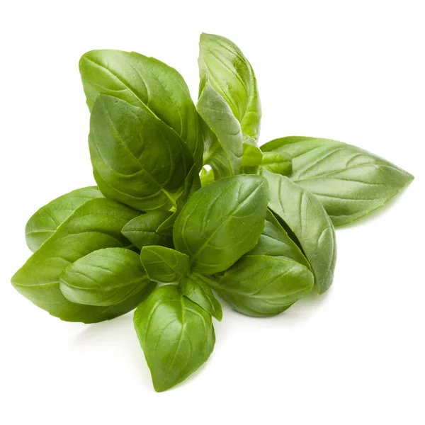 Sweet basil herb leaves bunch — Stock Photo, Image