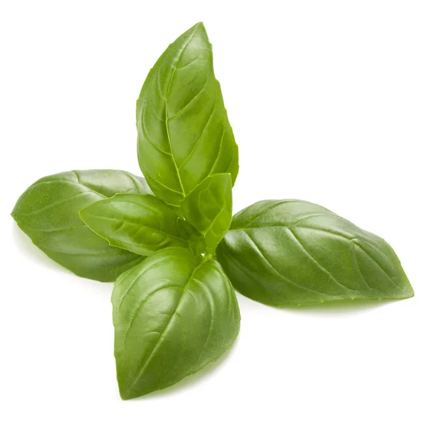 Sweet basil liści zioło — Zdjęcie stockowe