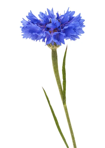 Cabeça de flor botão de solteiro — Fotografia de Stock