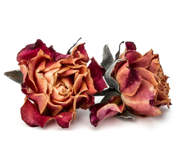 Cabeza de flor de rosa seca — Foto de Stock