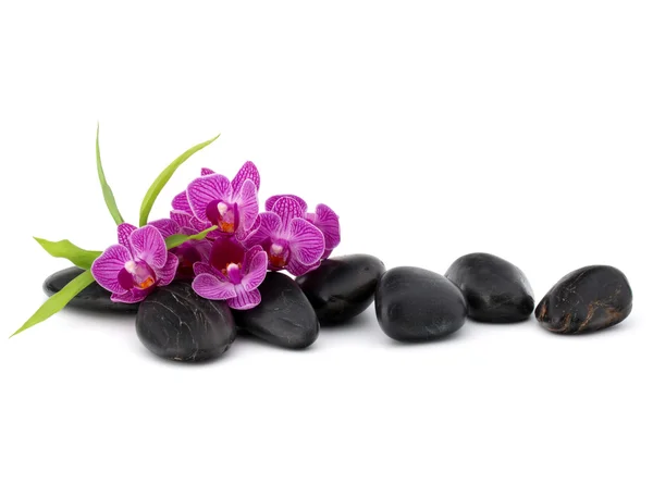 Calhaus e flores de orquídeas de zen — Fotografia de Stock