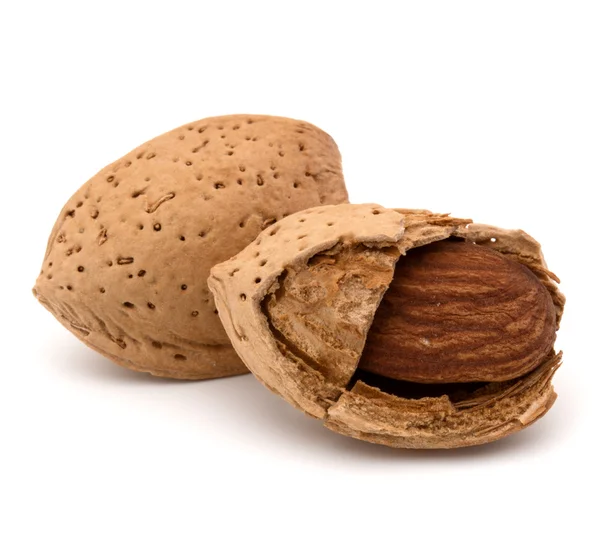 Kabuk ve kabuklu badem fındık